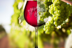 grafika-rekalmowa-projekty-graficzne-wino-rollup-3-1